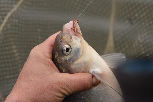 1440x1080_Hooks A1 TF 10 1440x1080_Crochets A1 TF 10