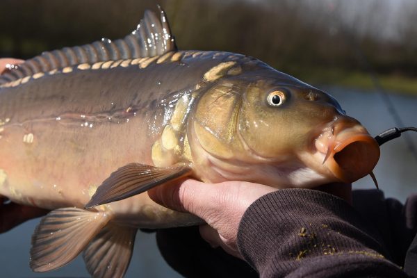 1440x1080_Hooks A1 TF 12 1440x1080_Crochets A1 TF 12